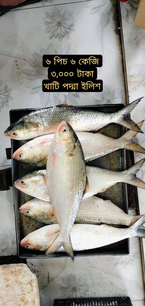 ৬ পিস ৬ কেজি ইলিশ মাছ